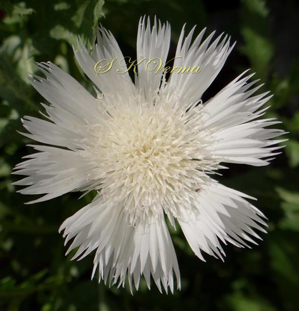  Capitulum